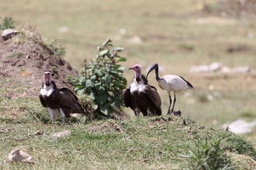 Hooded Vultures (Necrosyrtes monachus) with an African sacred ibis (Threskiornis aethiopicus)