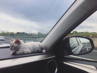 un gattino viaggia in macchina