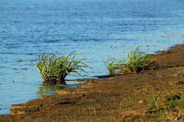Green grass near river bank in light of the setting sun. Closeup
