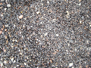 shell and stones at the coast