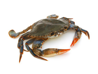 Blue Crab with white background