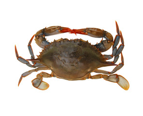 Blue Crab with white background