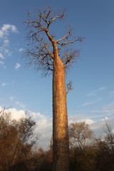 Affenbrotbaum (Baobab) in Madagaskar