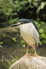 Birds in the wild (3)