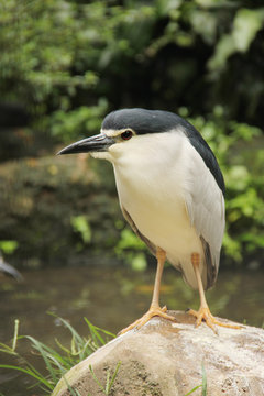 Birds in the wild (3)