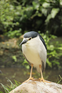 Birds in the wild (2)