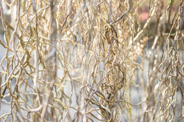 Background Orchid Roots