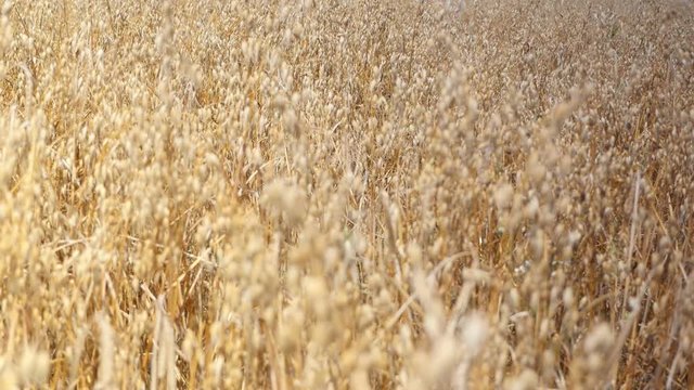High quality video of oat field in 4K