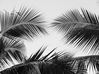 Crédence de cuisine en verre imprimé Palmier beautiful palms leaf on white background
