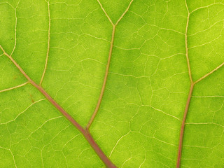 leaf texture