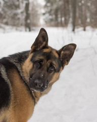 German shepherd dog on the snow in winter day