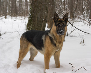Dog german shepherd in a park in a winter day
