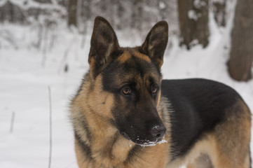 German Shepherd dog, standing in the snow