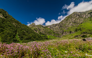 Fototapeta na wymiar valley of flowers national park, uttarakhand, india