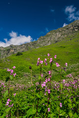 valley of flowers national park, uttarakhand, india