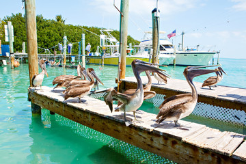 Big brown pelicans in Islamorada, Florida Keys © Irina Schmidt