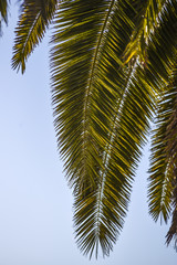 View from below on a palm tree list, against the sky, Lanzarote Canary Islands