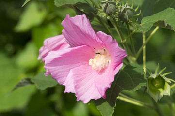 Epilobe rose