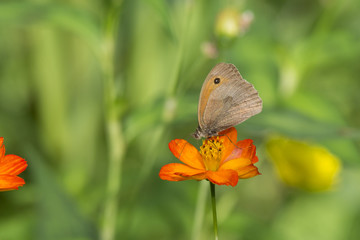 Papillon butinant du nectar