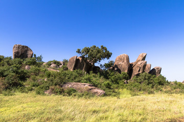 Fototapeta na wymiar Trees on the cliffs and rocks in Serengeti. Tanzania, Africa