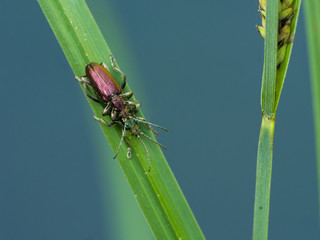 Mating season among the weevils
