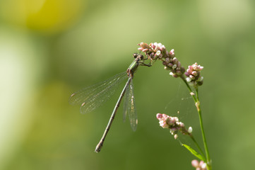 Libellule sur fleurs