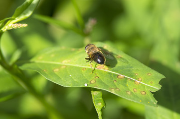 Abeille sur une feuille