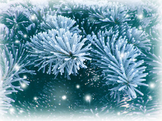 Branches of a Christmas tree in the snow. Winter background. Nature in details. Christmas. New Year.