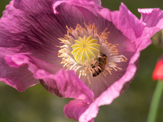 Pink poppy flower