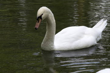 Cygne sur un étang