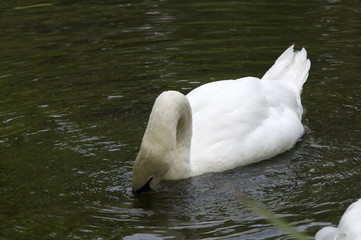 Cygne