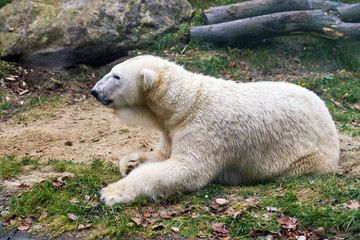 Polar bear (Ursus maritimus) lying on the grass
