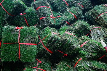 A close-up of green turf. Grass vegetation on the site of green belt construction