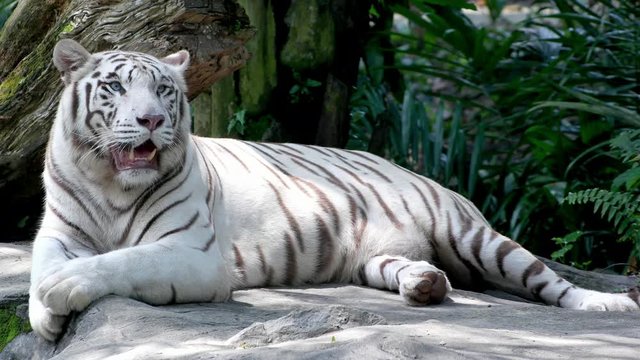 Mmajestic White Tiger lying on the rock in asian rainforest