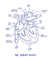 Sketch of human heart anatomy on blue line on a white background. Educational diagram showing blood flow with hand written labels of the main parts. Vector illustration easy to edit