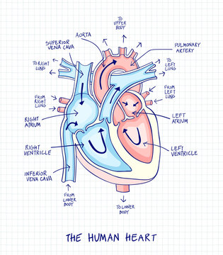 Sketch of human heart anatomy ,line and color on a checkered background. Educational diagram with hand written labels of the main parts. Vector illustration easy to edit