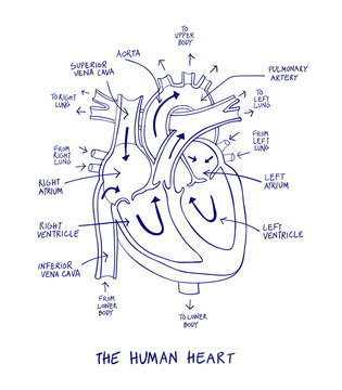 Sketch of human heart anatomy on blue line on a white background. Educational diagram showing blood flow with hand written labels of the main parts. Vector illustration easy to edit