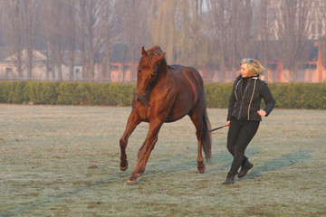 horse training at liberty