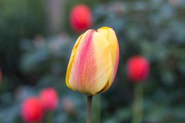 Nahaufnahme einer gelb roten Tulpe, Querformat