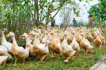 Ducks walking in the countryside of the local village