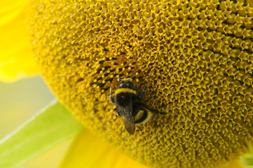 zoom sur un bourdon