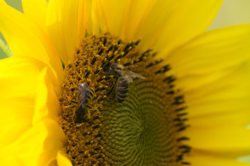 groupe d'abeilles