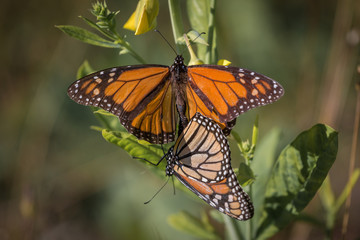 Mating Monarch Butterflies