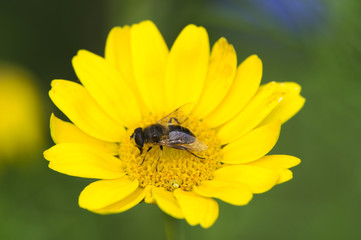 Abeille domestique