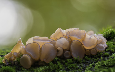 Mushrooms