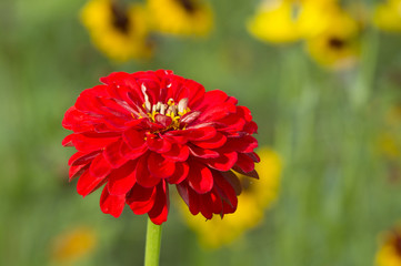Zinnia élégant