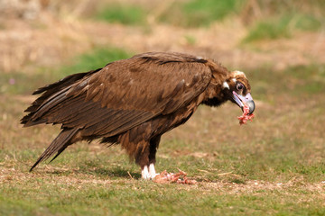 The majestic black vulture