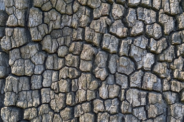 Bark of a tree