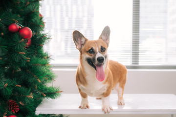 Pembroke corgi in a house decorated with a Christmas tree. Happy Holiday and Christmas Eve