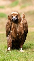 The majestic black vulture